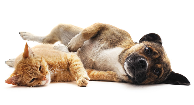 Tiere und Besitzer werden einfach und sicher identifiziert.