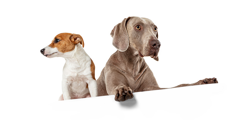 Zwei Hunde schauen in unterschiedliche Richtungen
