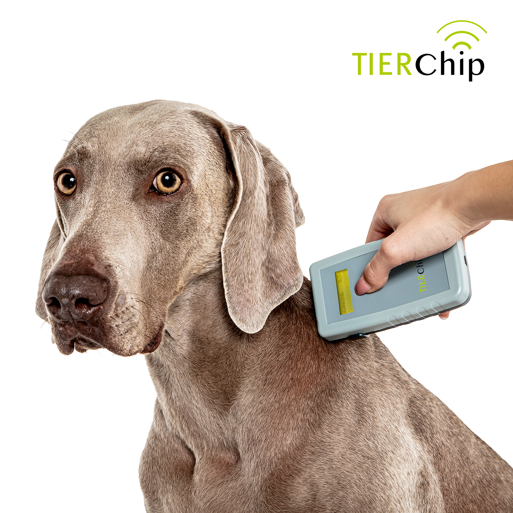Einfacher Einsatz des TIERCHIP Lesegeräts (Multi) am Tier