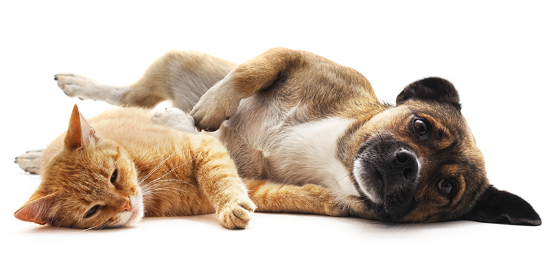 Tiere und Besitzer werden einfach und sicher identifiziert.
